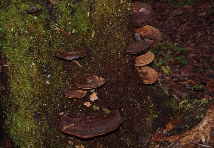 Funghi del 14 gennaio.